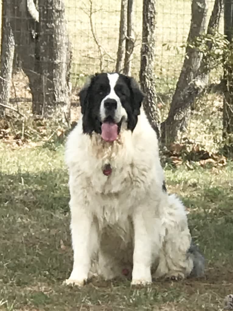 Sam, a Pyrenean Mastiff tested with EmbarkVet.com