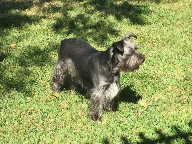 Zola, a Miniature Schnauzer and Border Collie mix tested with EmbarkVet.com