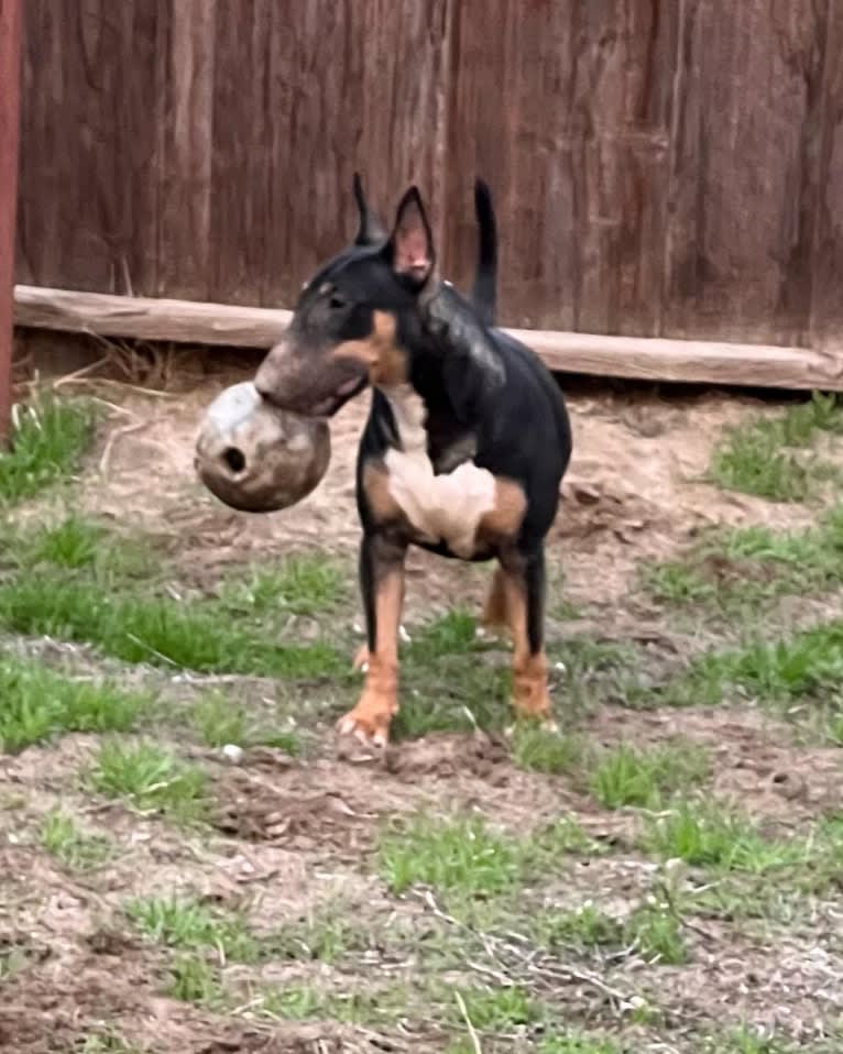 Medusa the serpent queen, a Bull Terrier tested with EmbarkVet.com