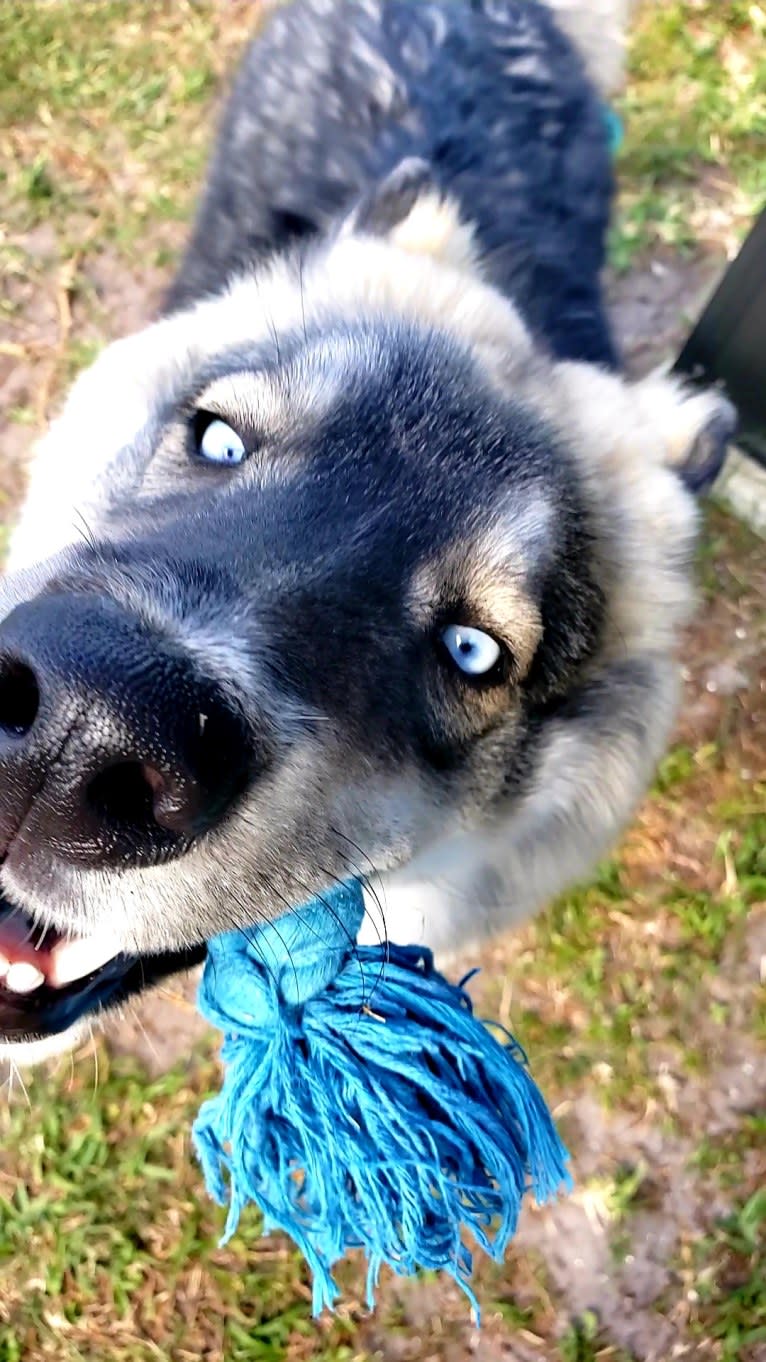 KYLO, a Siberian Husky tested with EmbarkVet.com