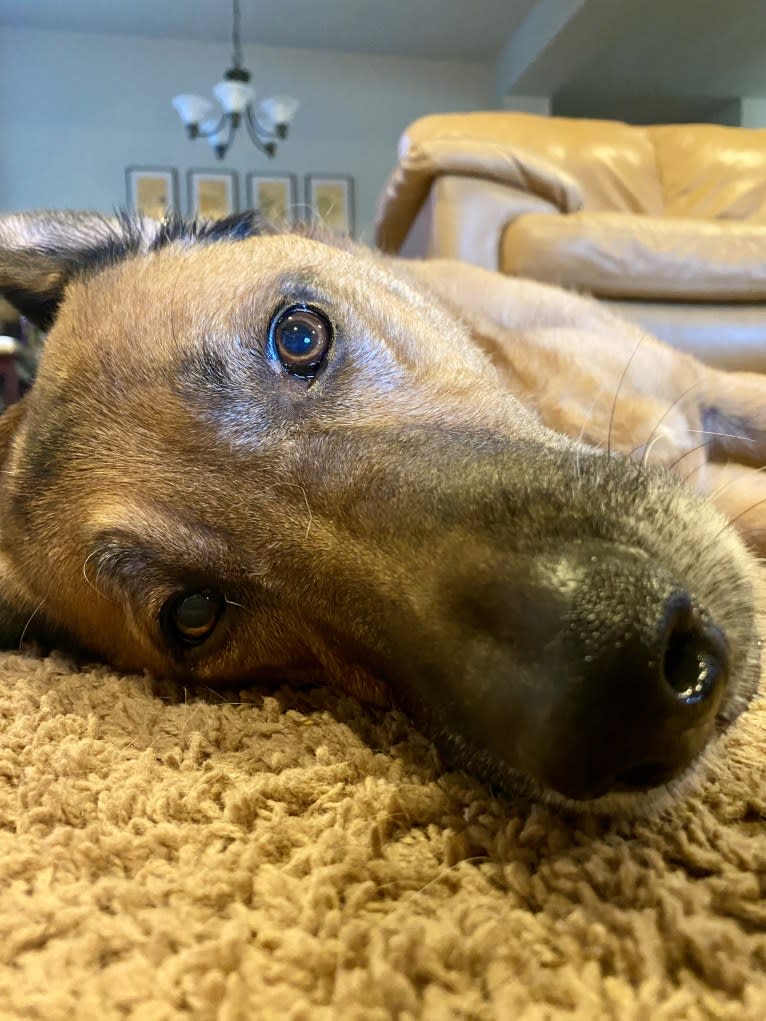 Sansa, a Labrador Retriever and German Shepherd Dog mix tested with EmbarkVet.com