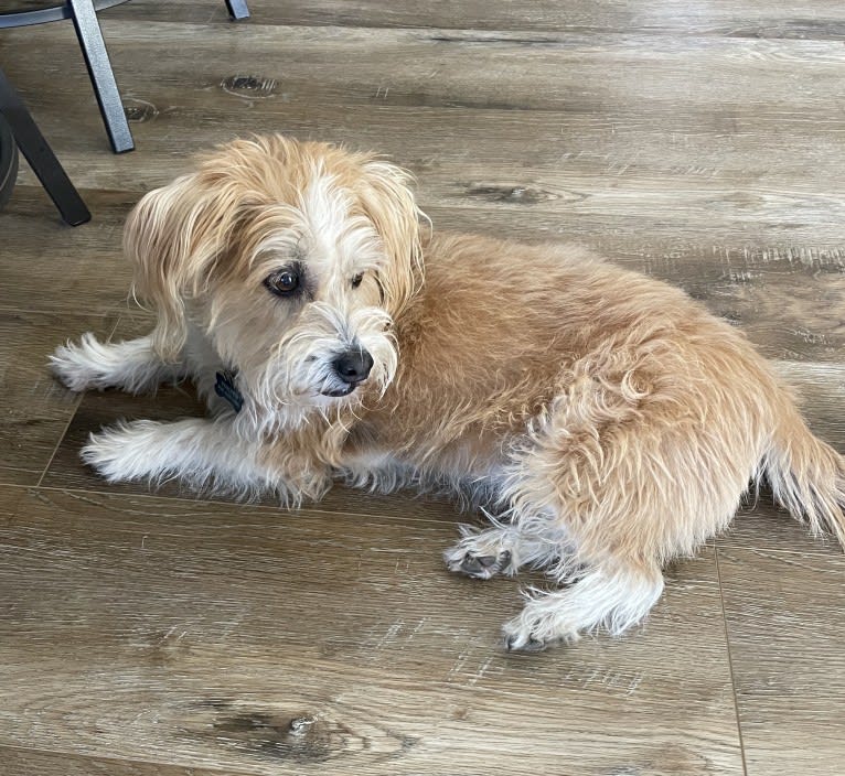 Walter, a Lhasa Apso and American Eskimo Dog mix tested with EmbarkVet.com