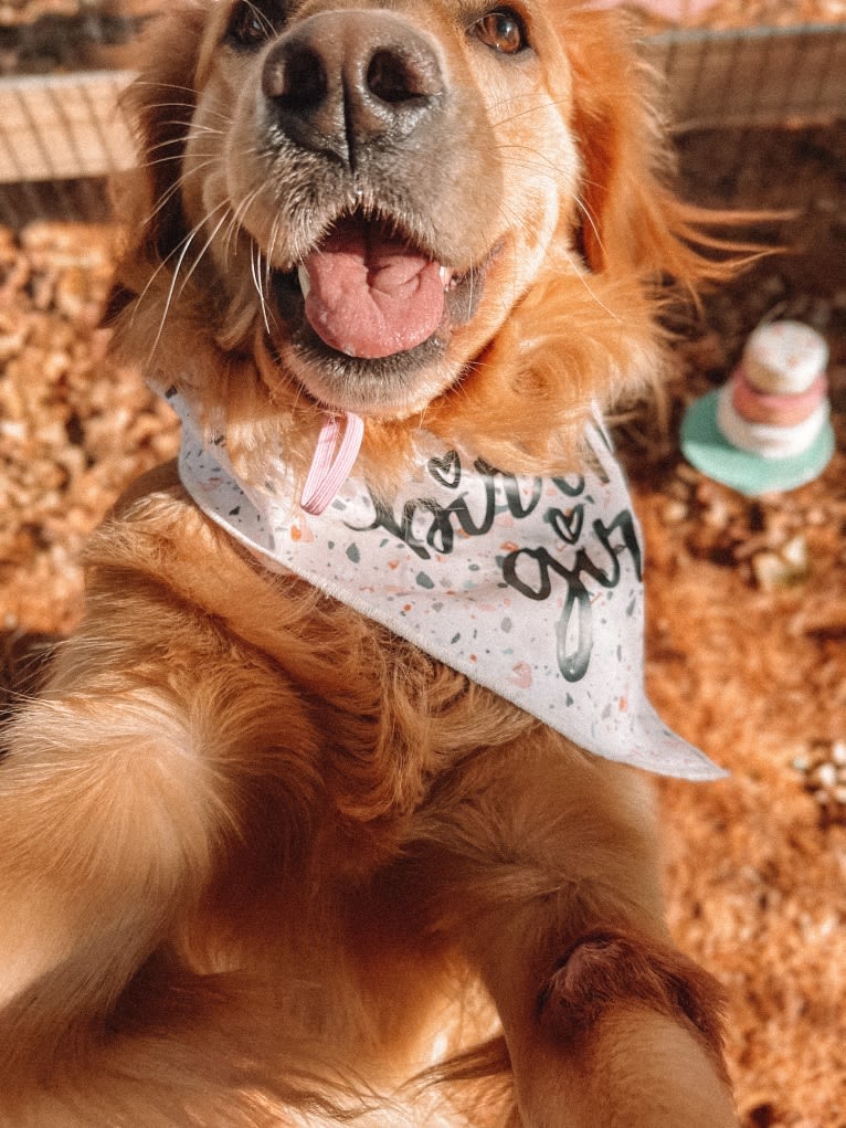 Marley, a Golden Retriever tested with EmbarkVet.com