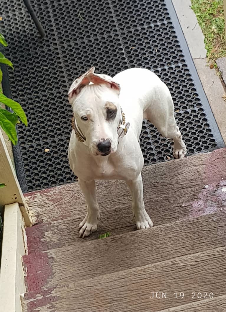 Zeus, an American Pit Bull Terrier and Australian Cattle Dog mix tested with EmbarkVet.com