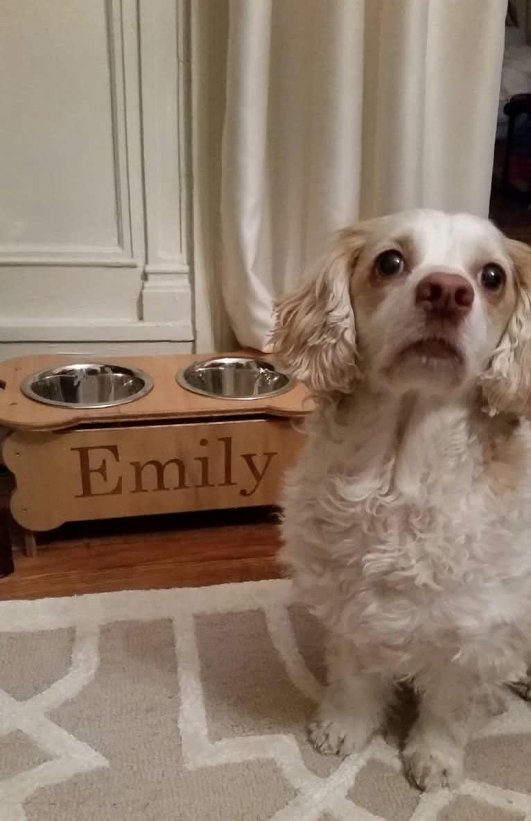 Emily, a Chihuahua and Cocker Spaniel mix tested with EmbarkVet.com