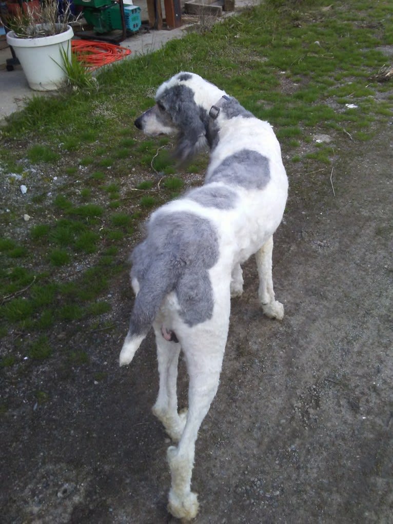 ENZO, a Poodle (Standard) tested with EmbarkVet.com