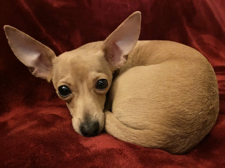 Oliver, a Chihuahua and Poodle (Small) mix tested with EmbarkVet.com