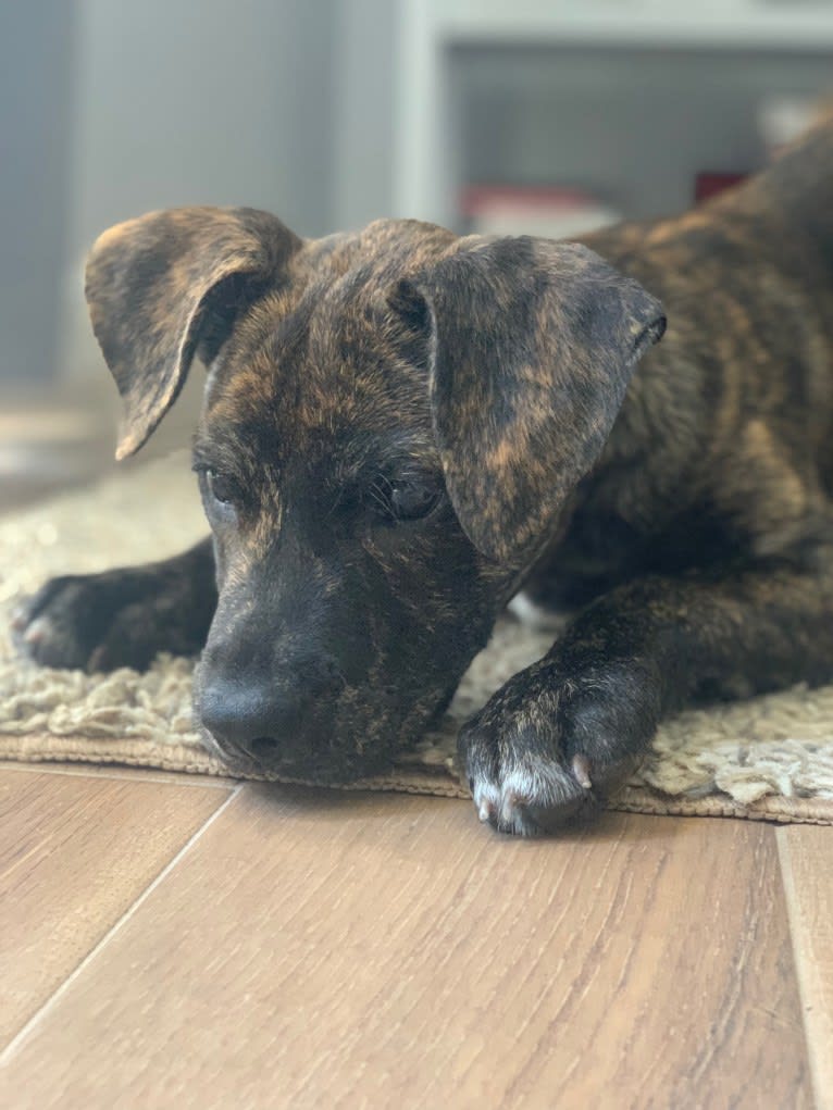 Ragu, an American Pit Bull Terrier and Siberian Husky mix tested with EmbarkVet.com