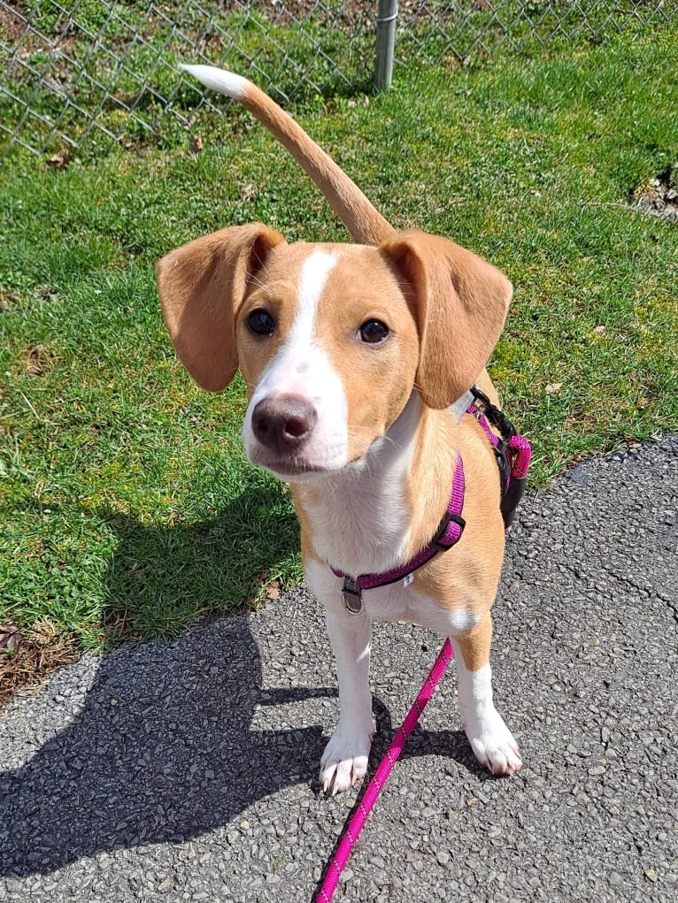 Stella, a Rat Terrier and Mountain Cur mix tested with EmbarkVet.com