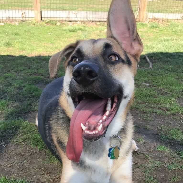 Riley, a German Shepherd Dog and American Pit Bull Terrier mix tested with EmbarkVet.com