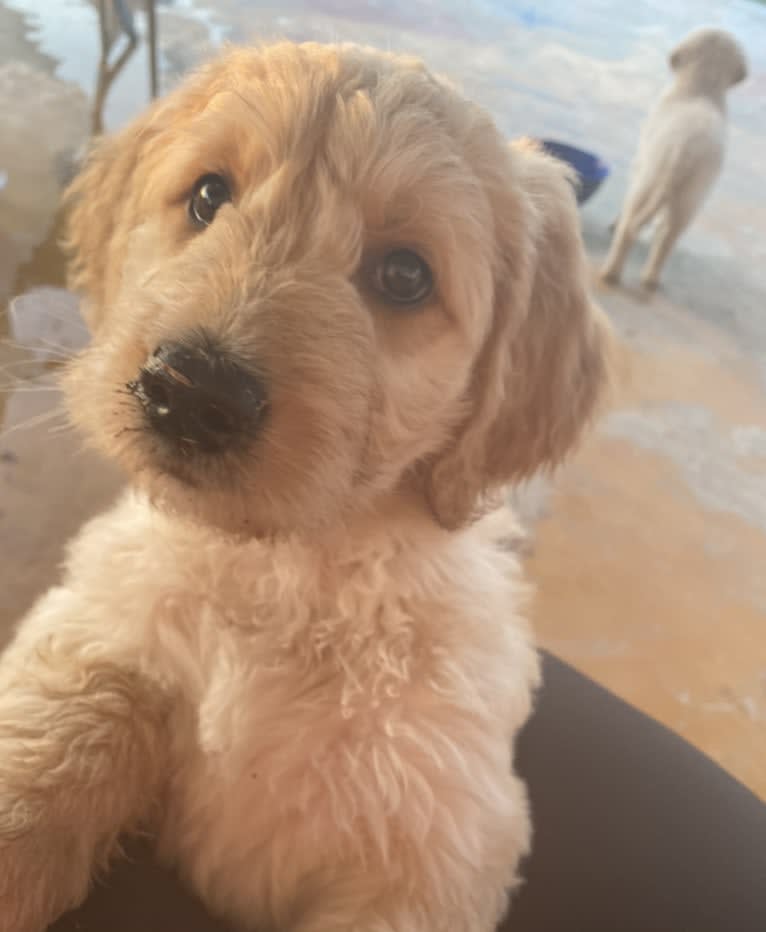 Blossom, a Poodle (Standard) and Golden Retriever mix tested with EmbarkVet.com