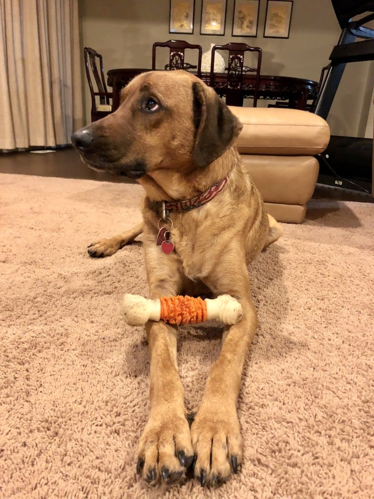 Sansa, a Labrador Retriever and German Shepherd Dog mix tested with EmbarkVet.com