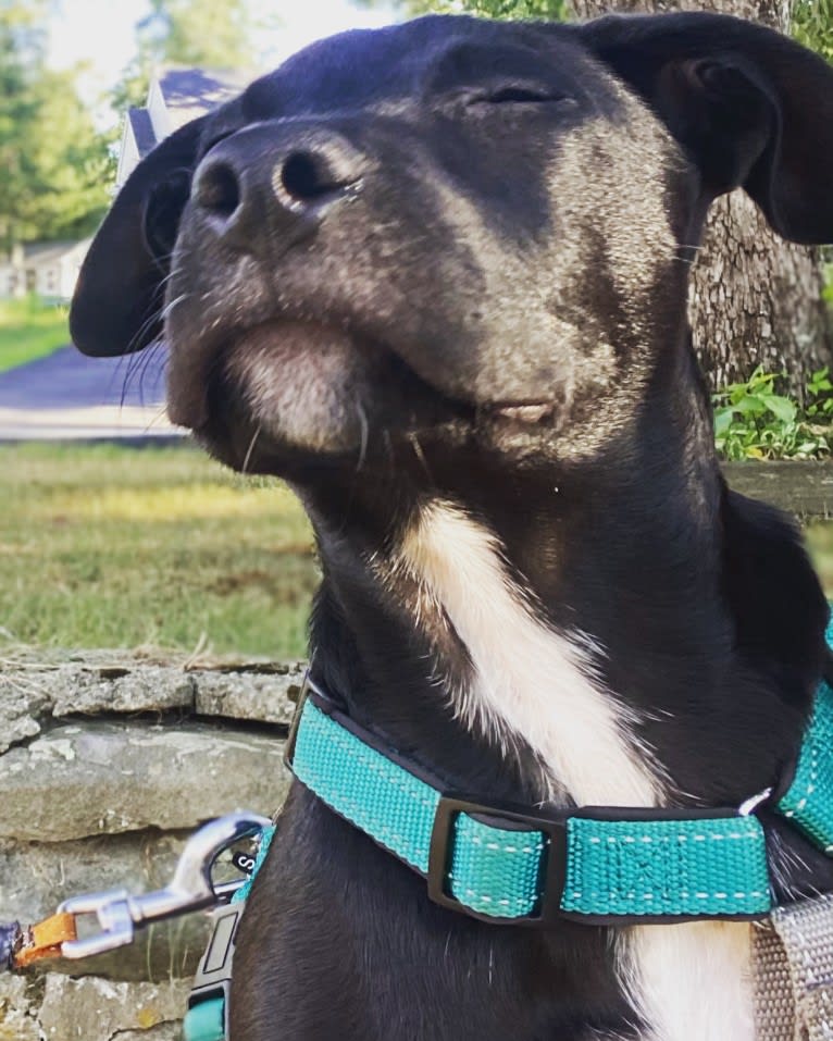 Phoenix, a Labrador Retriever and American Pit Bull Terrier mix tested with EmbarkVet.com