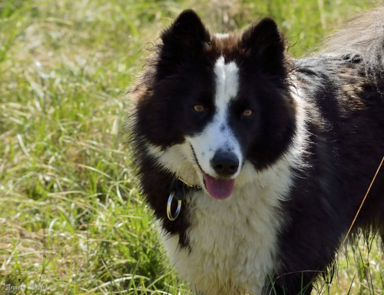 Shayan, a Yakutian Laika tested with EmbarkVet.com