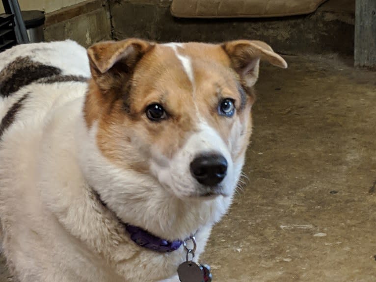 Kiba, a Jindo and German Shepherd Dog mix tested with EmbarkVet.com