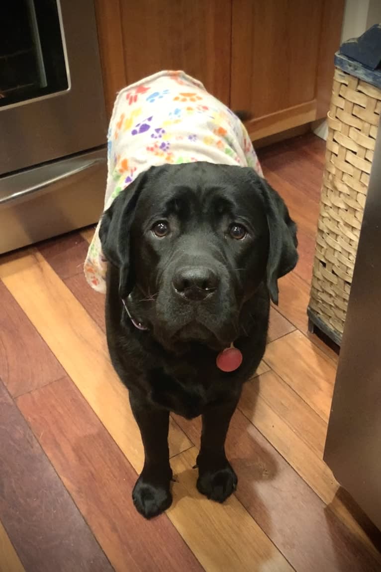 Brittz Tilley Tally Ho in Traverse, a Labrador Retriever tested with EmbarkVet.com