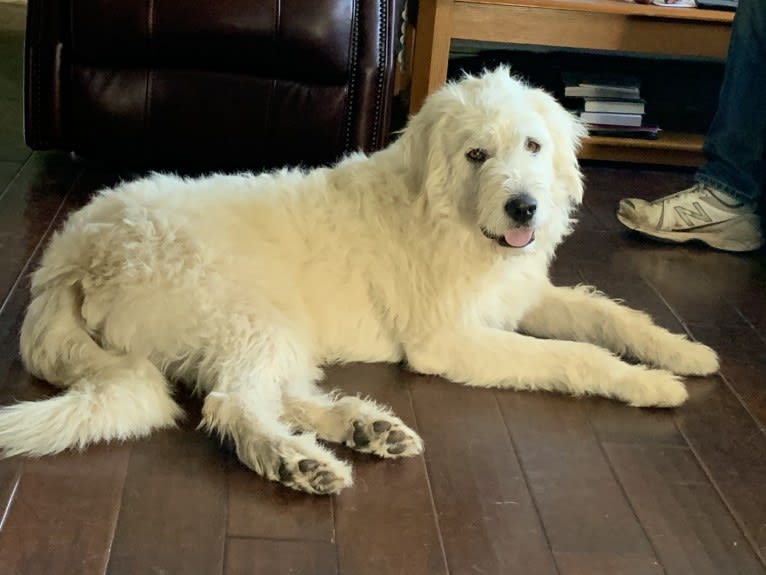 Phinehas, a Great Pyrenees and Komondor mix tested with EmbarkVet.com