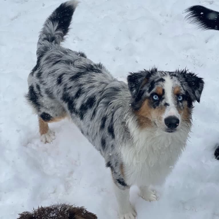 Stella, an Australian Shepherd tested with EmbarkVet.com