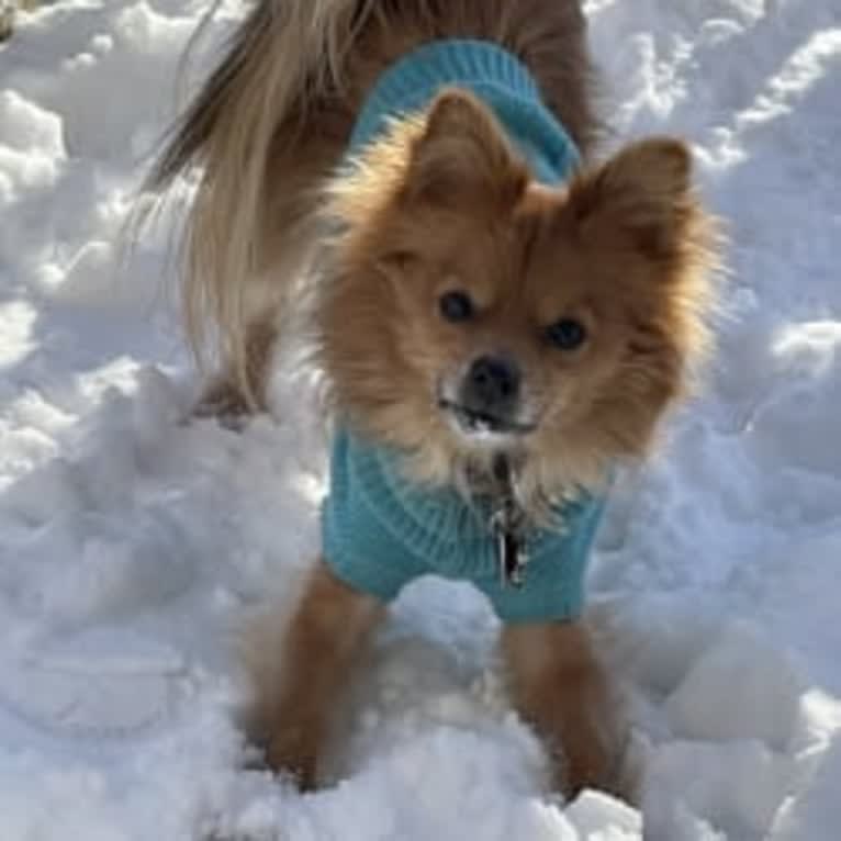 Biggie Smalls, a Pomeranian and Chihuahua mix tested with EmbarkVet.com