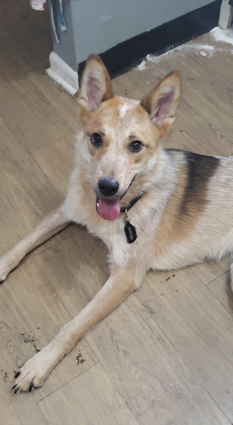 Brutus, an Australian Cattle Dog and Great Pyrenees mix tested with EmbarkVet.com