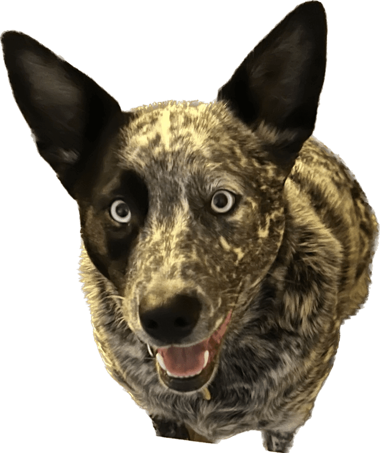 Monster X, an Australian Cattle Dog tested with EmbarkVet.com