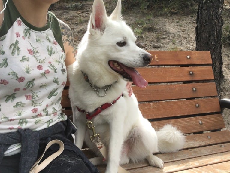 Shadow, an American Eskimo Dog and Australian Cattle Dog mix tested with EmbarkVet.com