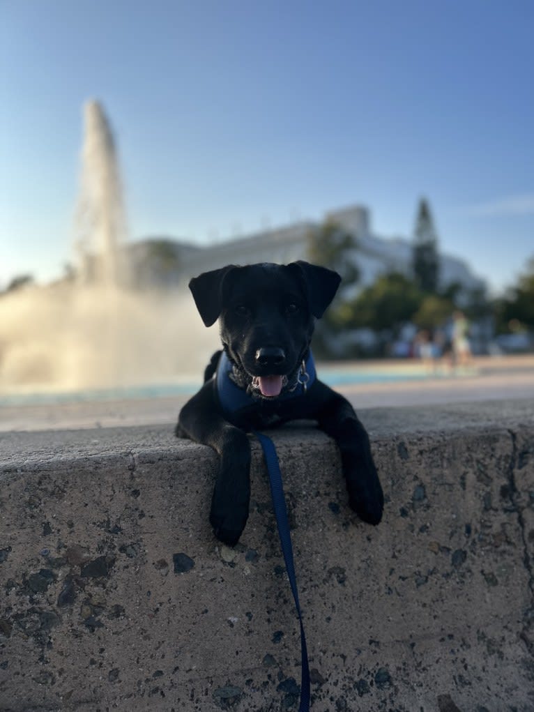 Rio, a Rottweiler and Golden Retriever mix tested with EmbarkVet.com