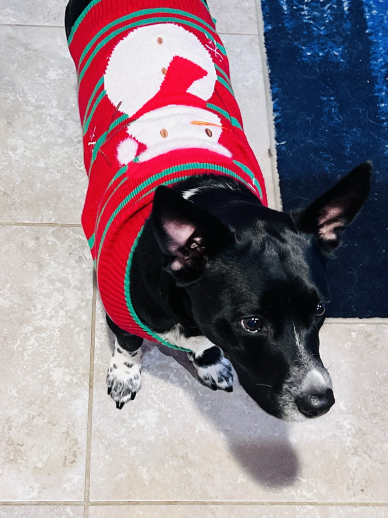 Loki, an Australian Cattle Dog and Chihuahua mix tested with EmbarkVet.com