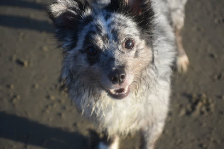 Max, an Australian Shepherd tested with EmbarkVet.com