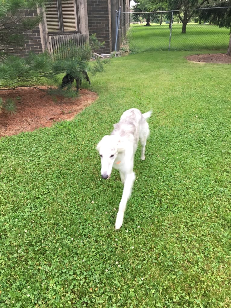 Kristull Jazzy Blue, a Silken Windhound tested with EmbarkVet.com