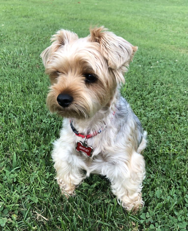 Bentley, a Yorkshire Terrier tested with EmbarkVet.com