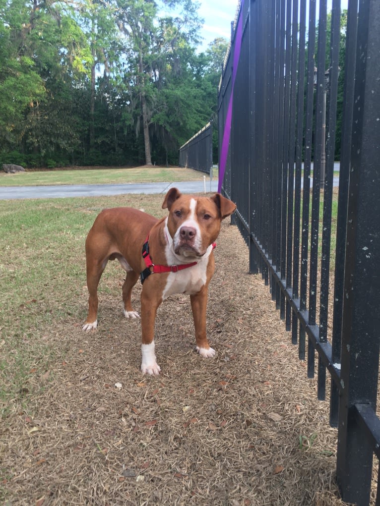 Buddy, an American Pit Bull Terrier and American Bulldog mix tested with EmbarkVet.com