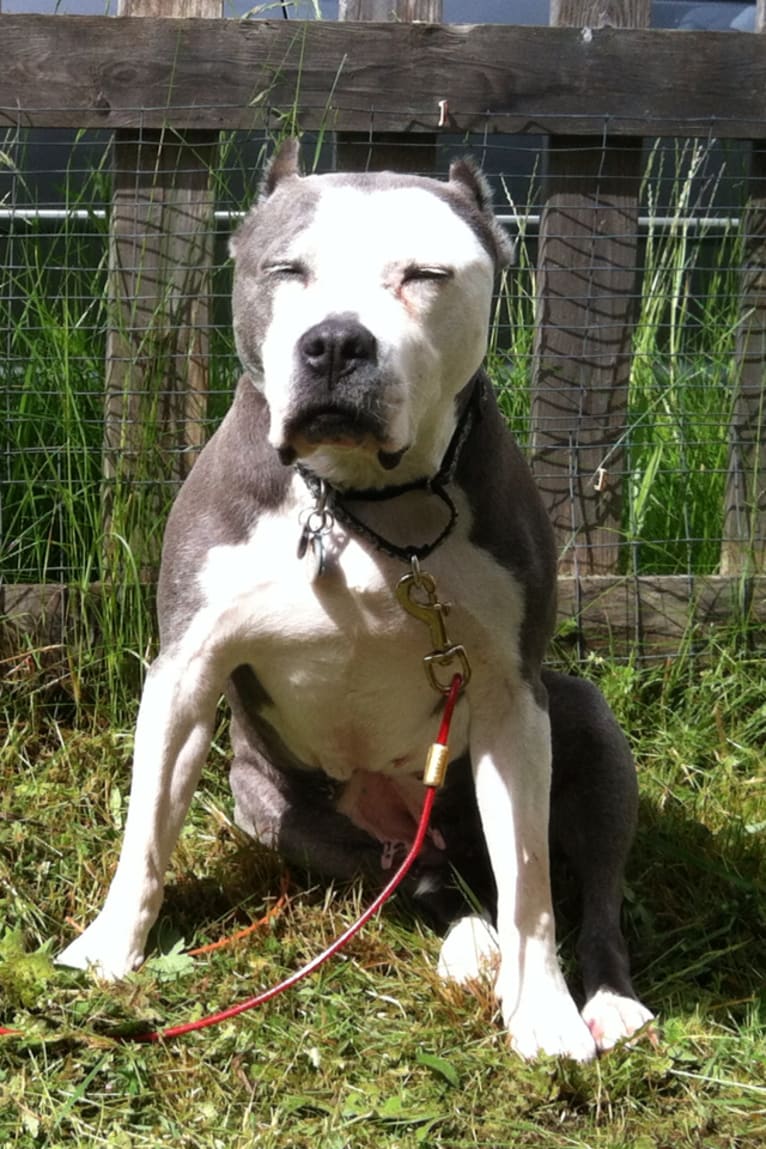 Linda, an American Staffordshire Terrier tested with EmbarkVet.com