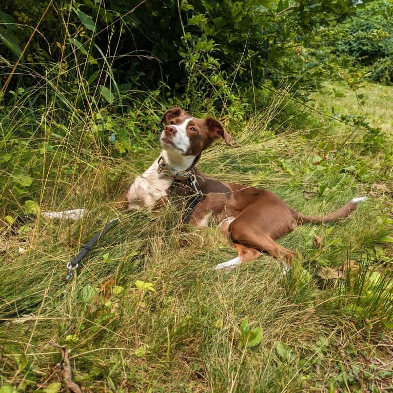 Flea, a Chihuahua and Russell-type Terrier mix tested with EmbarkVet.com
