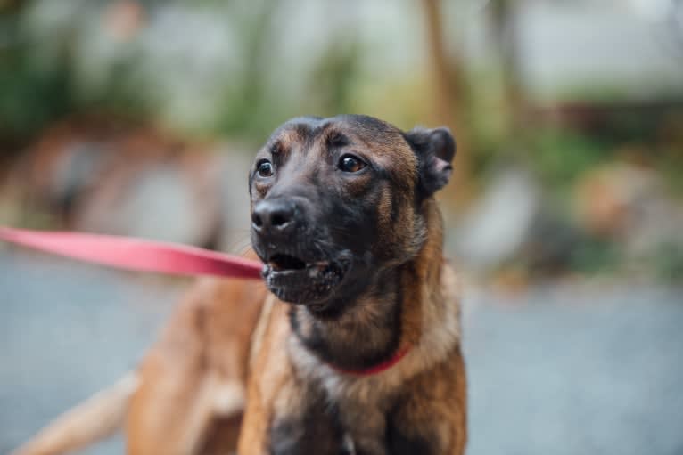 Rocket Raccoon, a Belgian Shepherd tested with EmbarkVet.com