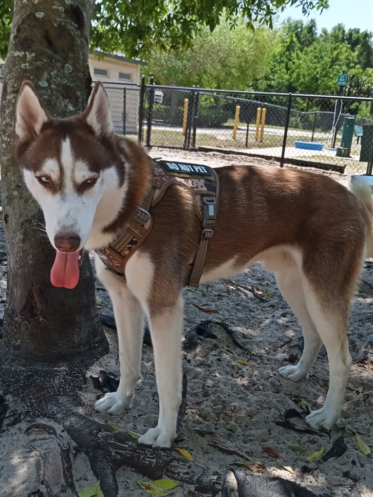 Titan, a Siberian Husky and German Shepherd Dog mix tested with EmbarkVet.com