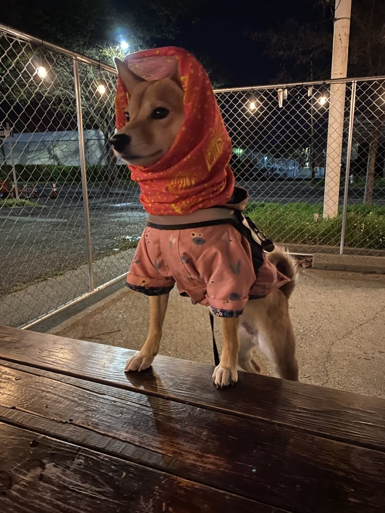 Kyoto, a Shiba Inu tested with EmbarkVet.com