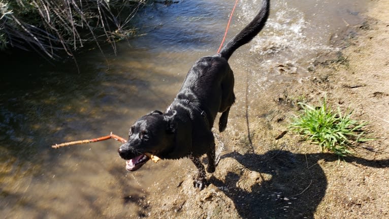 Echo, a Rottweiler and Siberian Husky mix tested with EmbarkVet.com