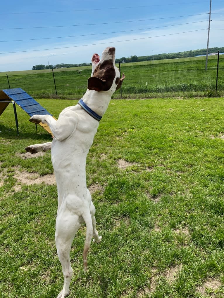 Hank, a Pointer tested with EmbarkVet.com