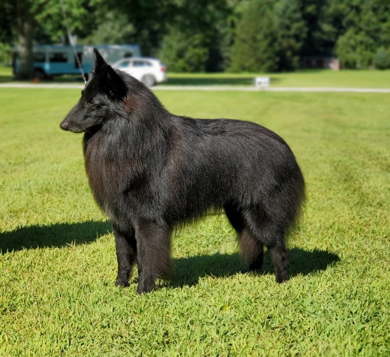 Gery, a Belgian Shepherd tested with EmbarkVet.com