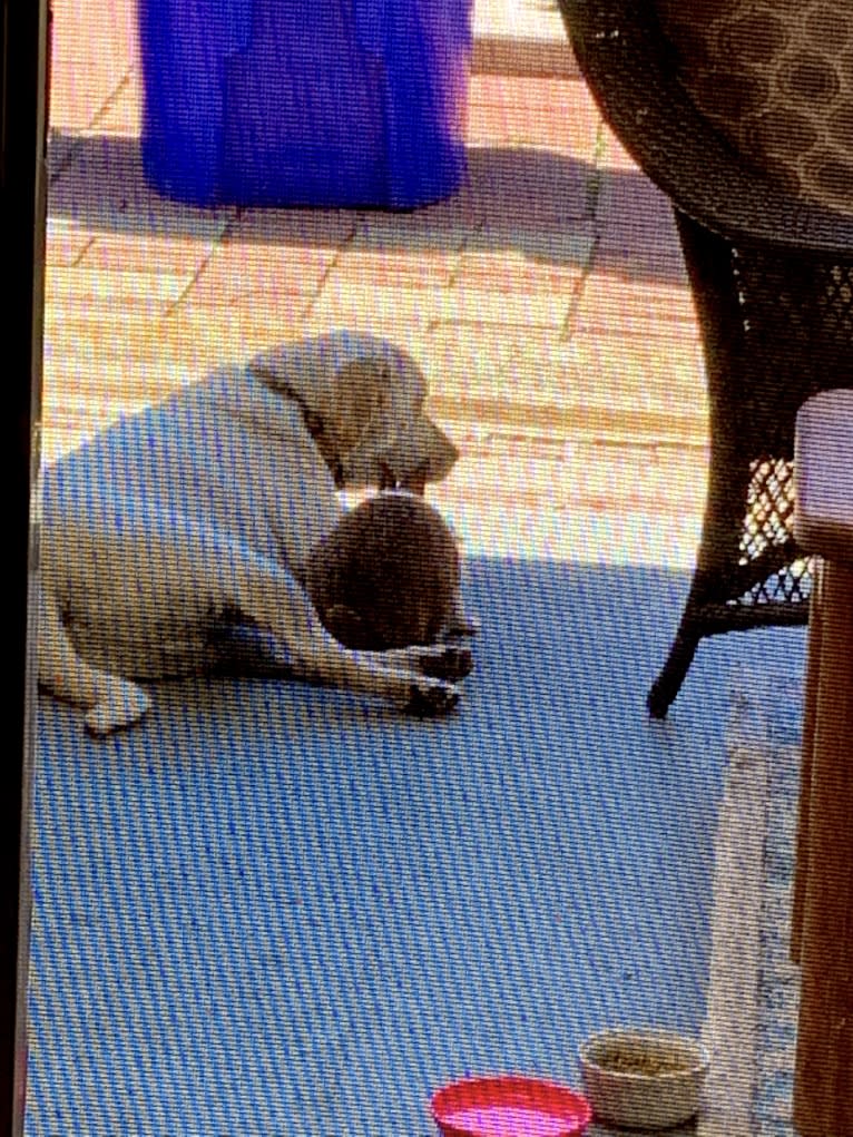 Pongo, a Labrador Retriever tested with EmbarkVet.com