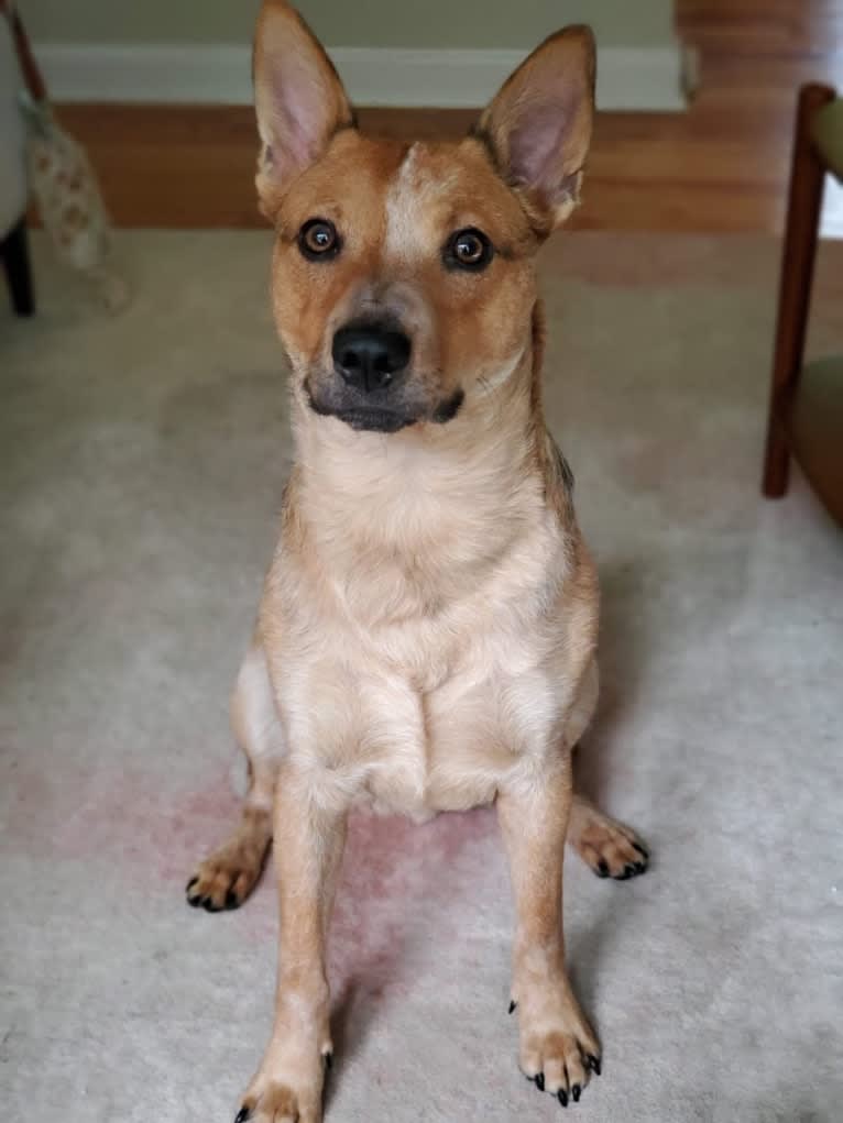 Melvin, an Australian Cattle Dog tested with EmbarkVet.com