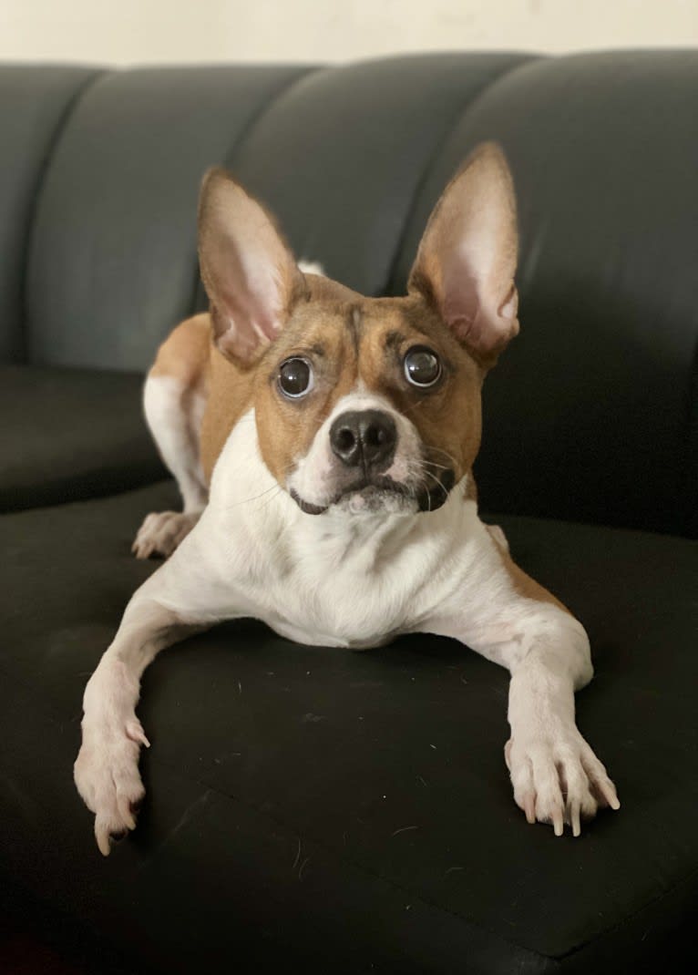 Crumb Bum, a Boston Terrier and Chihuahua mix tested with EmbarkVet.com