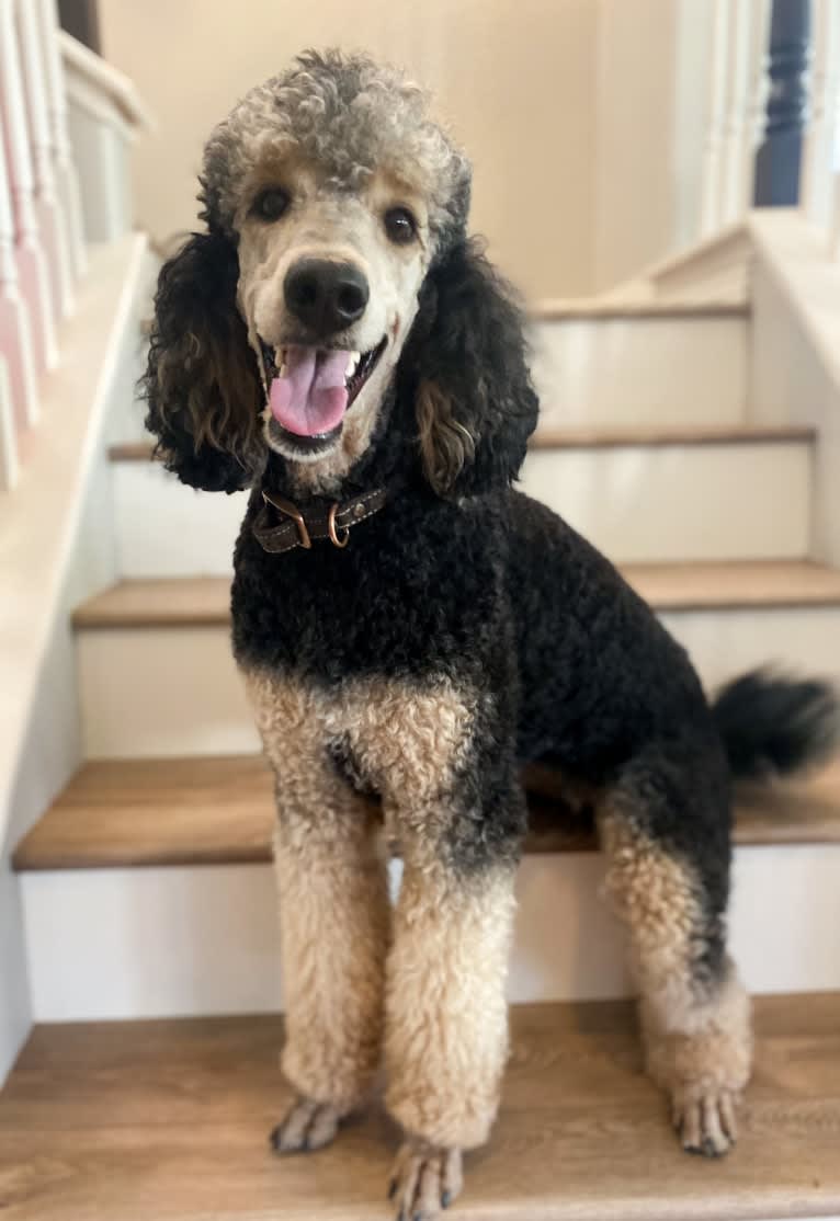 Lark, a Poodle (Standard) tested with EmbarkVet.com