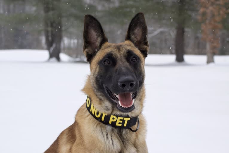 Jäger, a Belgian Malinois and German Shepherd Dog mix tested with EmbarkVet.com