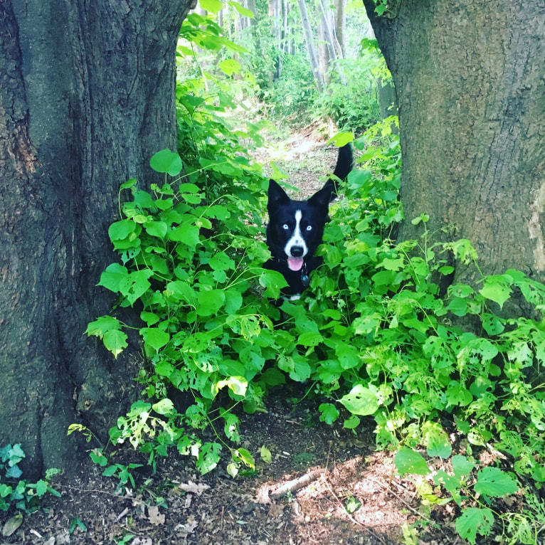 Takoda, an Alaskan-type Husky and Siberian Husky mix tested with EmbarkVet.com