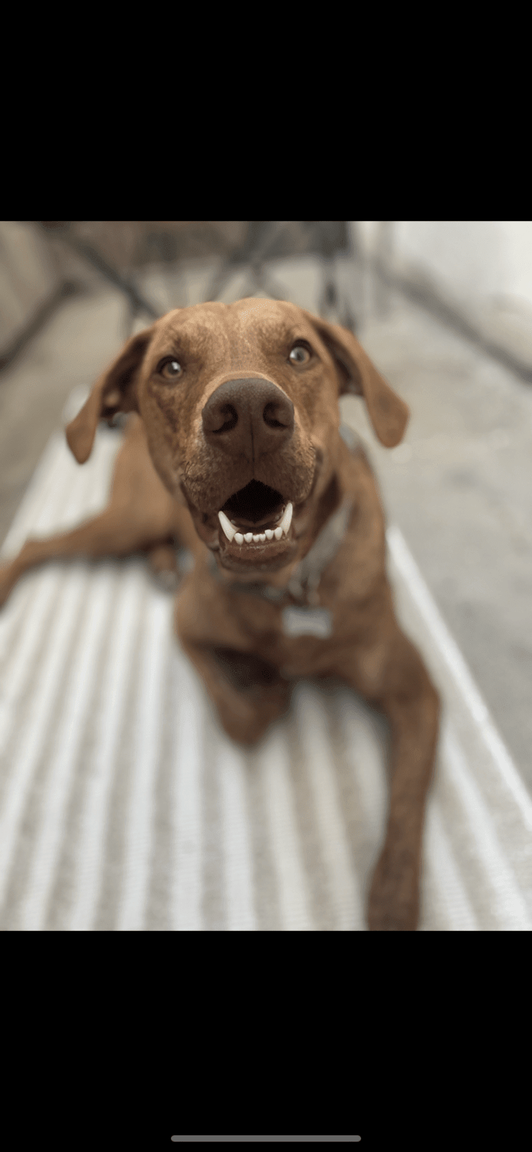 Lloyd, a Mountain Cur and American Pit Bull Terrier mix tested with EmbarkVet.com