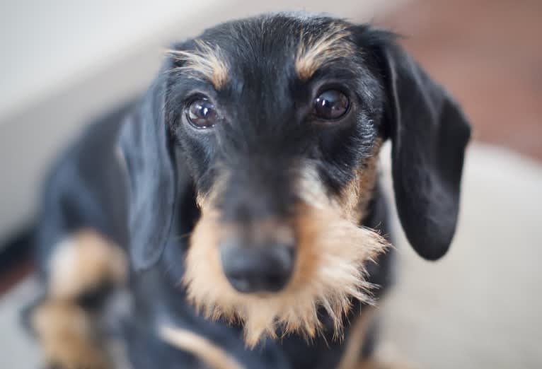 Melody, a Dachshund tested with EmbarkVet.com