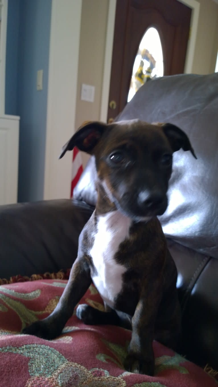 Photo of Jetta, a Miniature Pinscher, Boston Terrier, Rat Terrier, and Poodle (Small) mix in Houston, Texas, USA