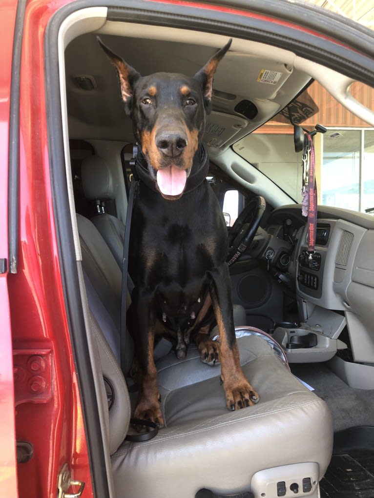 Thunder, a Doberman Pinscher tested with EmbarkVet.com